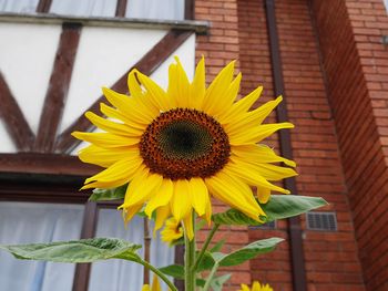 Close-up of sunflower