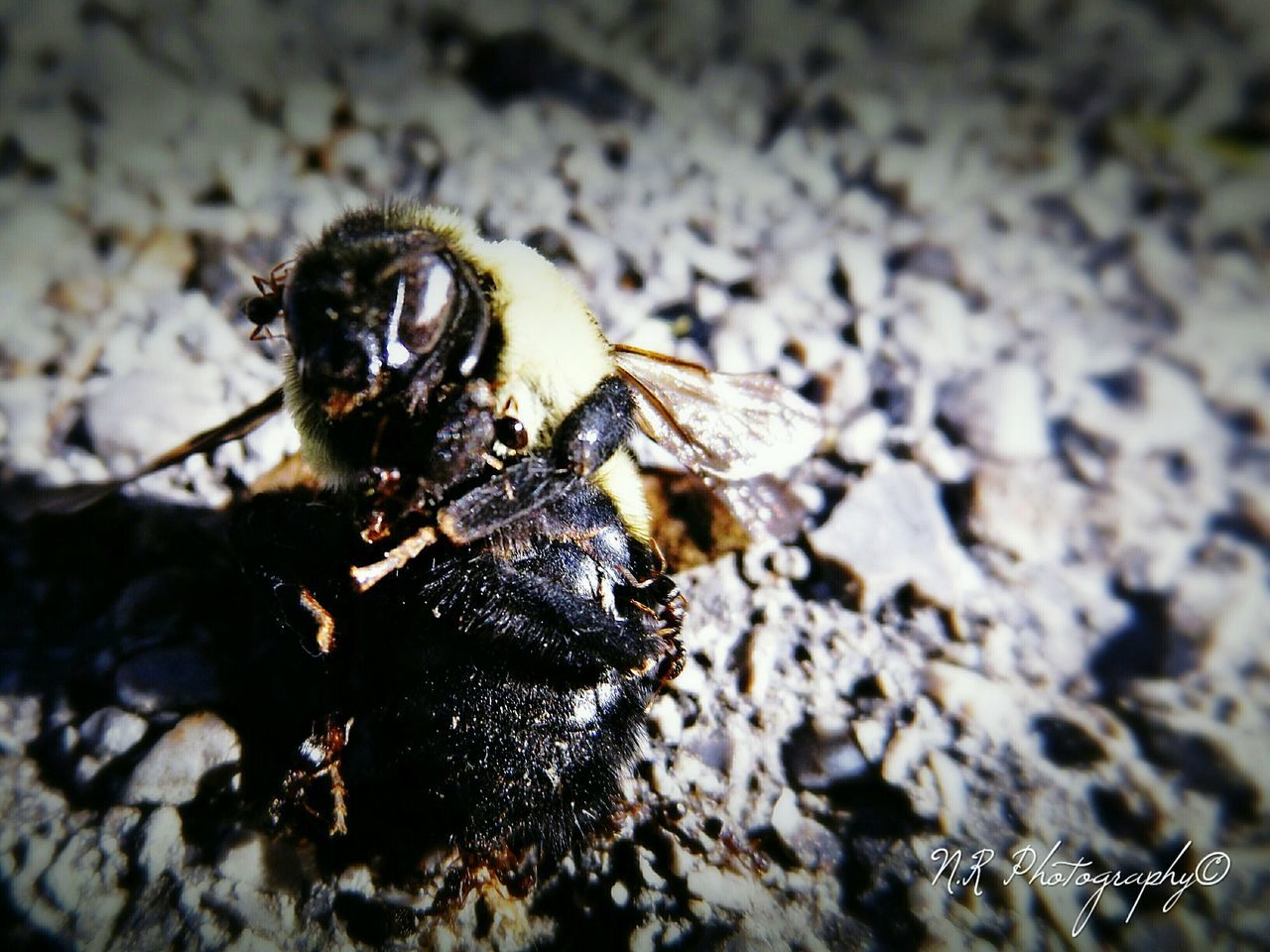 animal themes, one animal, animals in the wild, wildlife, insect, close-up, selective focus, nature, focus on foreground, zoology, day, outdoors, no people, animal antenna, arthropod, high angle view, rock - object, ant, sunlight, invertebrate