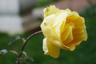 Close-up of wet yellow rose blooming outdoors