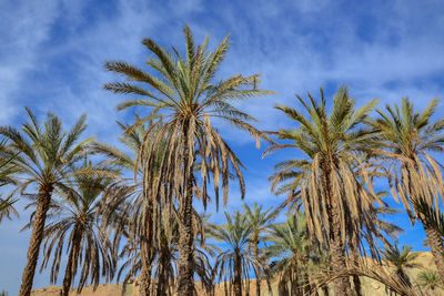 Low angle view of palm trees against sky