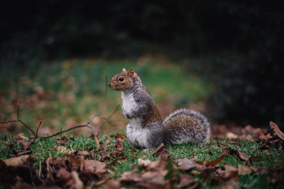 Close-up of squirrel on field