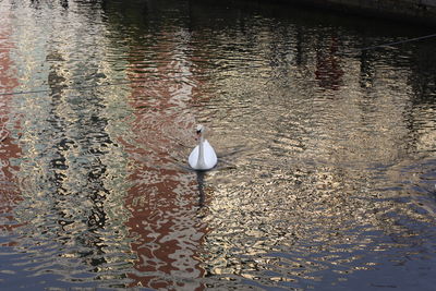 Reflection of trees in water