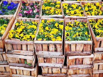 Close-up of yellow flowers