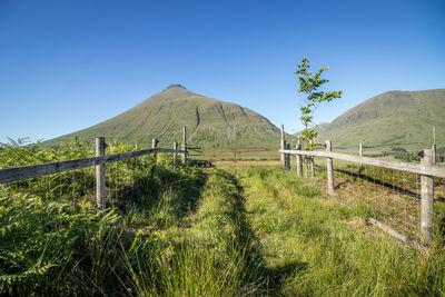 Scenic view of field against clear blue sky