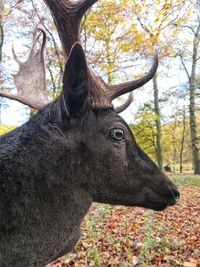 Close-up of a horse in a forest