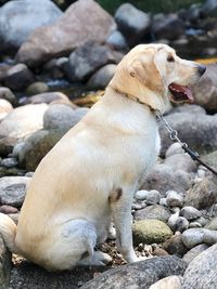 Dog looking away on rock