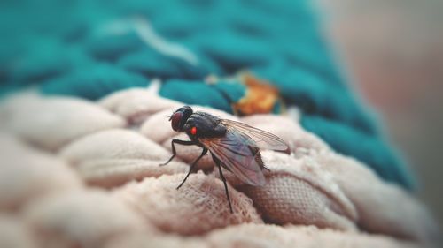 Close-up of housefly