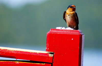 Close-up of bird perching on red