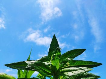 Low angle view of leaves against sky