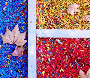 High angle view of maple leaves on plant