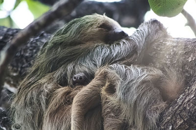 Close-up of a monkey