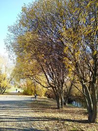 Street amidst trees in park during autumn