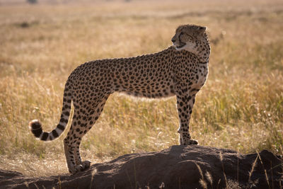 Cheetah on rock 