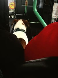 Dog sleeping in bus