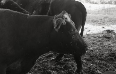 Cow in a field