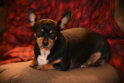 Portrait of dog resting on sofa at home