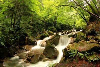 Scenic view of waterfall in forest