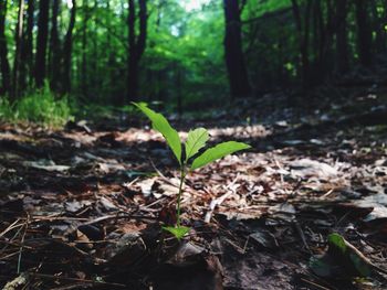 Trees growing in forest