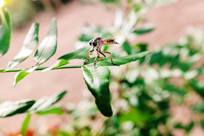 Close-up of insect on leaf