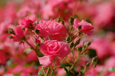 Close-up of pink roses