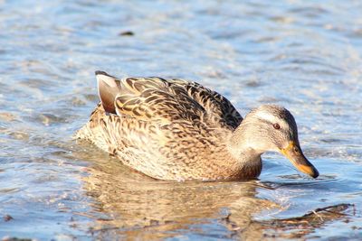 Close-up of a duck in lake