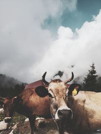 Portrait of cow standing against sky