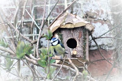 Close-up of bird perching on birdhouse