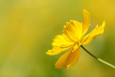 Close-up of yellow flowering plant