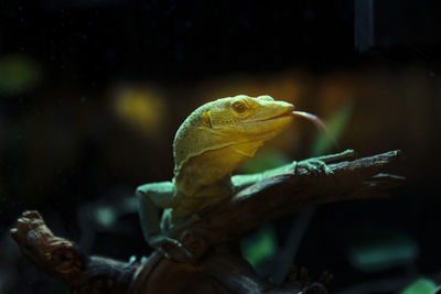 Close-up of lizard on branch