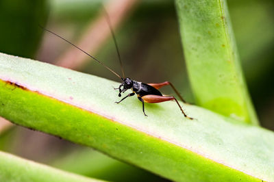 Close-up of insect on plant