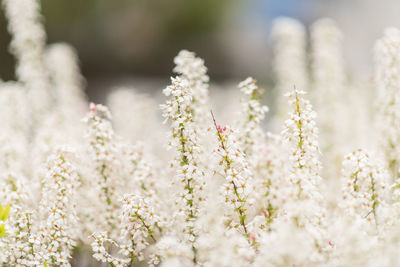 Close-up of purple flowering plant