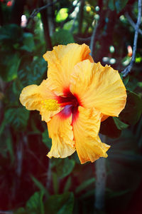 Close-up of yellow flower