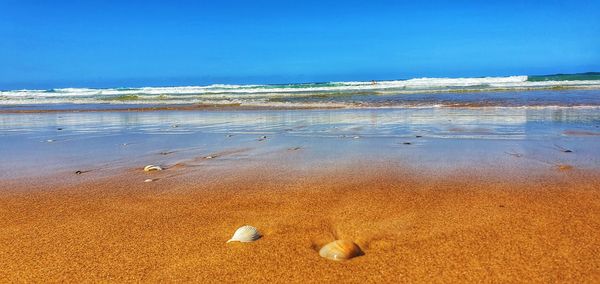 View of seashell on beach against blue sky