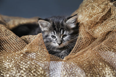 Close-up portrait of a cat