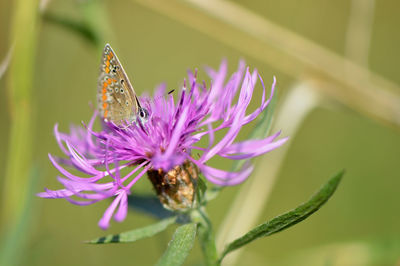 Close-up of butterfly on purple flower