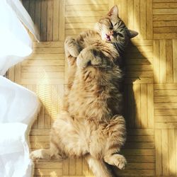 Sun loving copper cat