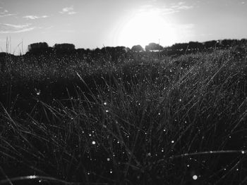 Scenic view of field against sky on sunny day
