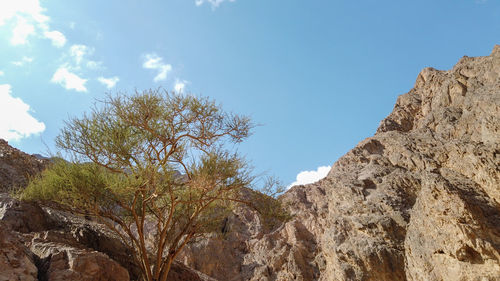 Low angle view of rock formation amidst trees against sky