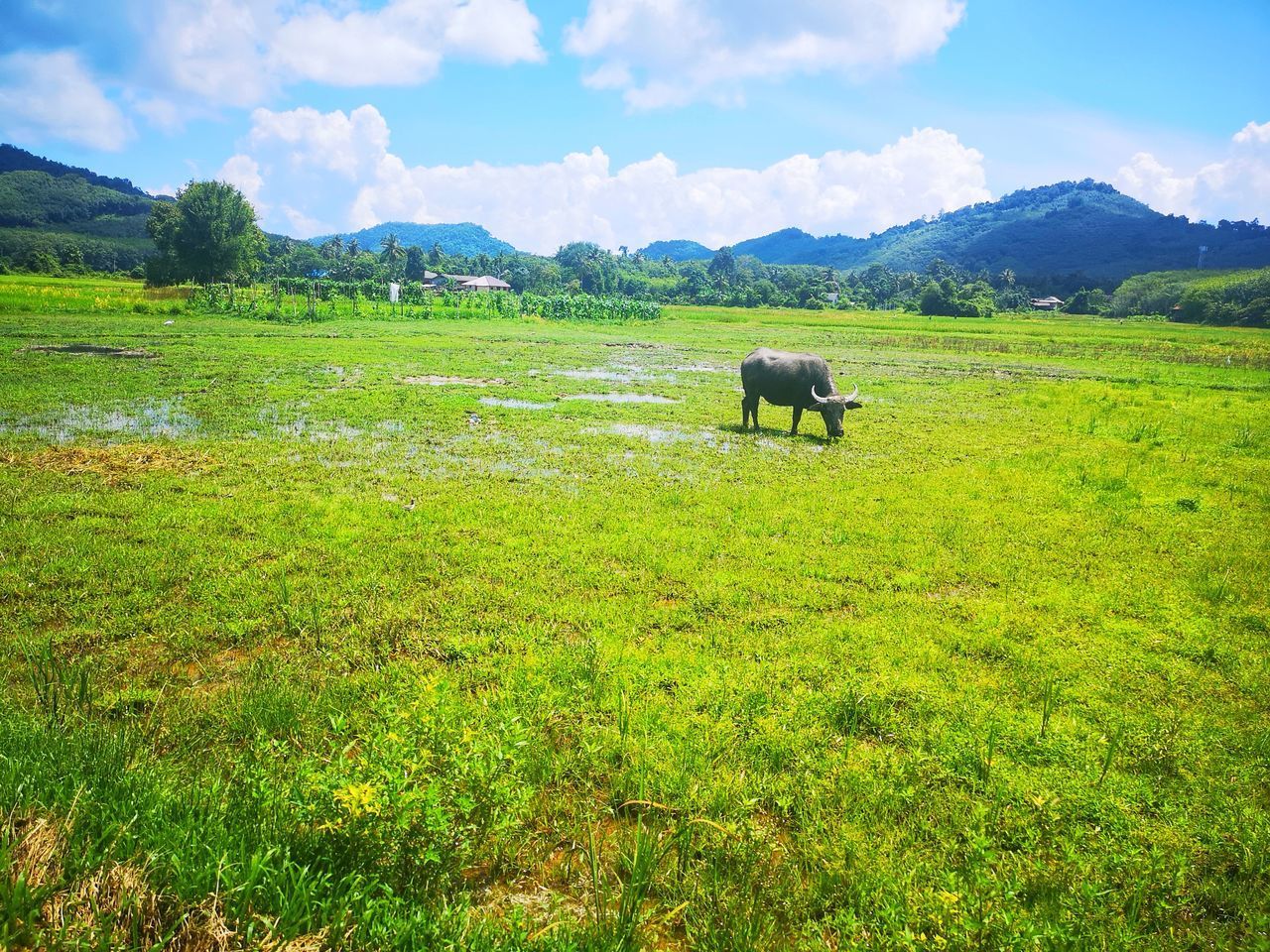 VIEW OF A HORSE ON FIELD