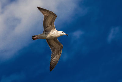 Low angle view of seagull flying in sky