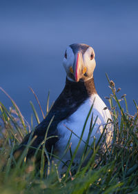 Close-up of a bird