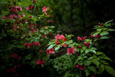 Close-up of pink flowering plants in park