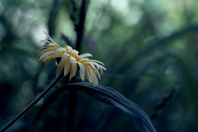 Close-up of white flowering plant