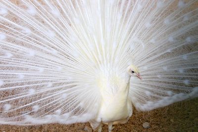 Close-up of peacock