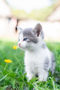 Close-up of cat looking away on field