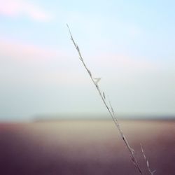 Close-up of plant against sky at sunset