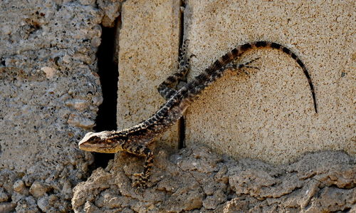 Close-up of a lizard on wall