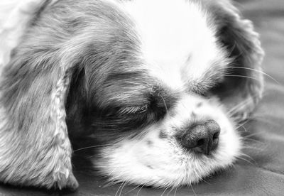 Close-up of dog relaxing at home