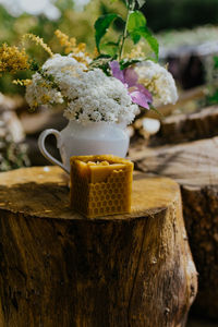 Close-up of potted plant