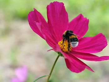 Close-up of insect pollinating pink flower